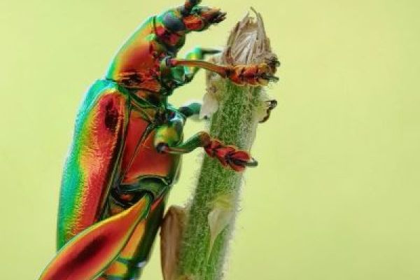 close up of a multi coloured beetle