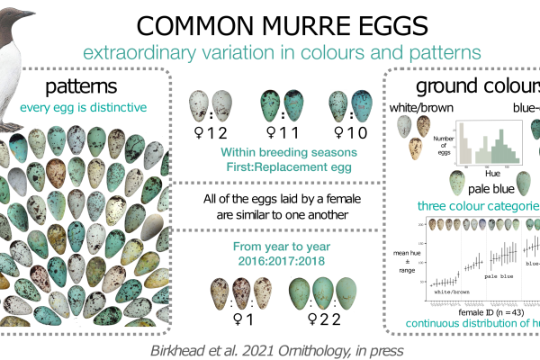 Common murre eggs abstract