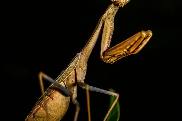 close up photo of a grashopper