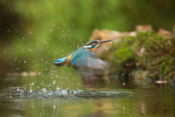 bird taking flight from water