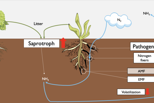 Functional Shifts of Soil Microbial Communities Contribute to Invasion Success
