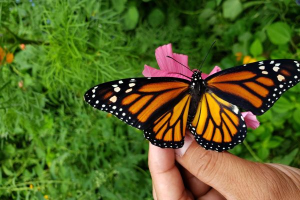 monarch