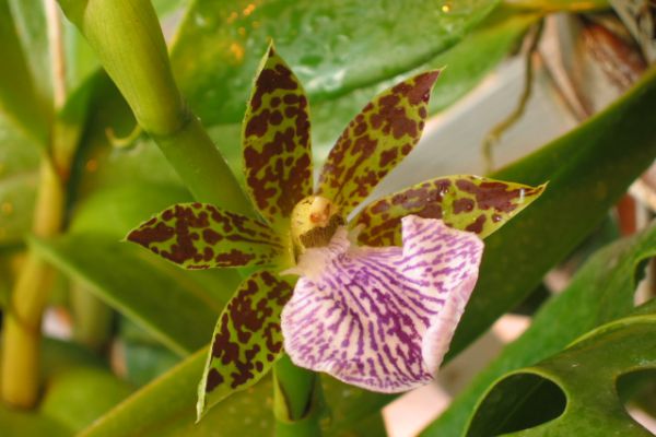 Zygopetalum crinitum